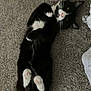 cat, tuxedo_cat, black_and_white, pet, animal, lying_down, carpet, indoor, cute, paws, whiskers, fur, relaxed, playful, domestic_cat, feline, resting, curious, mischievous, close_up