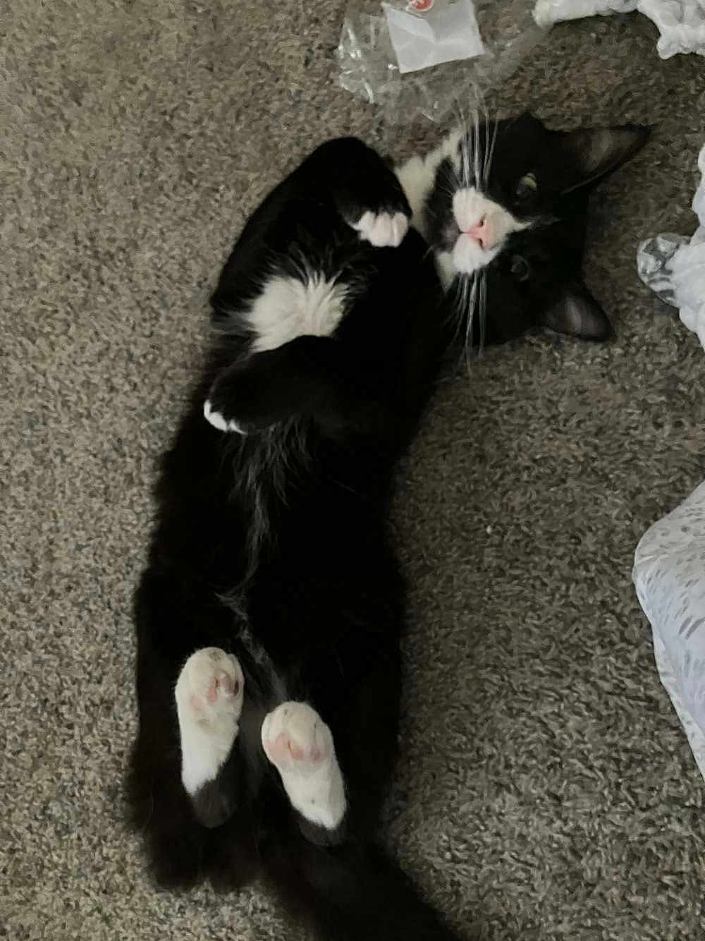 Sylvester is registered to the contest to win money with this photo: cat, tuxedo_cat, black_and_white, pet, animal, lying_down, carpet, indoor, cute, paws, whiskers, fur, relaxed, playful, domestic_cat, feline, resting, curious, mischievous, close_up