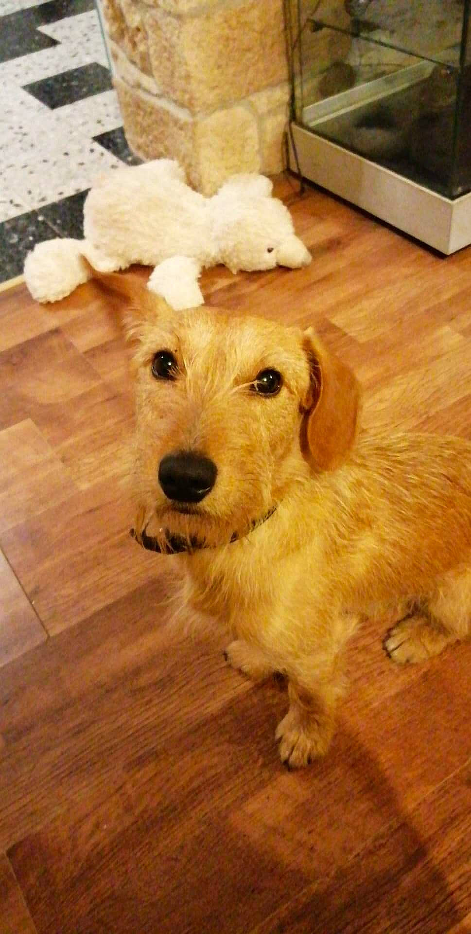 Roky a rejoint le concours — aidez-le/la à gagner de superbes lots ! canidae, carnivore, companion_dog, dog, dog_breed, fawn, floor, flooring, fur, hardwood, laminate_flooring, plank, snout, sporting_group, toy, varnish, wood, wood_flooring, wood_stain, working_animal