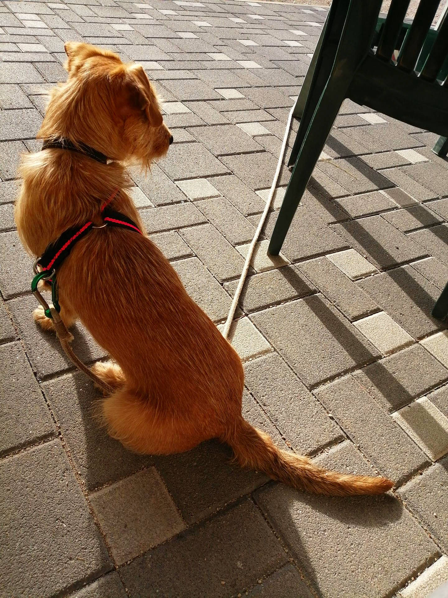 Roky a rejoint le concours — aidez-le/la à gagner de superbes lots ! canidae, carnivore, collar, companion_dog, dog, dog_breed, dog_collar, dog_supply, fawn, flooring, leash, liver, pet_supply, road_surface, snout, sporting_group, tail, tints_and_shades, wood, working_animal