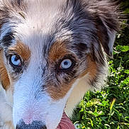 Nanouk a rejoint le concours — aidez-le/la à gagner de superbes lots ! dog, blue_eyes, tongue_out, close_up, outdoor, grass, sunlight, happy, animal, pet, fur, snout, nose, ears, nature, playful, canine, summer, daylight, friendly