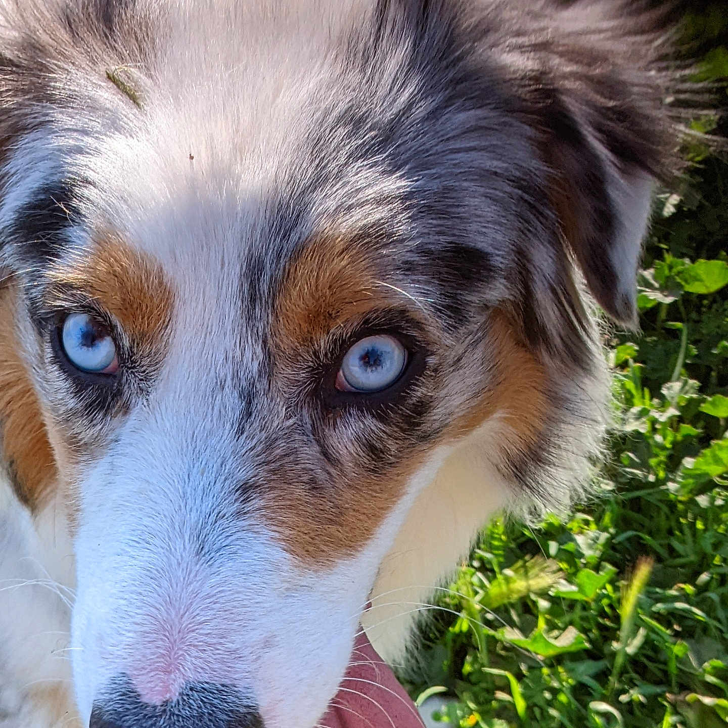 Nanouk a rejoint le concours — aidez-le/la à gagner de superbes lots ! animal, blue_eyes, canine, close_up, daylight, dog, ears, friendly, fur, grass, happy, nature, nose, outdoor, pet, playful, snout, summer, sunlight, tongue_out