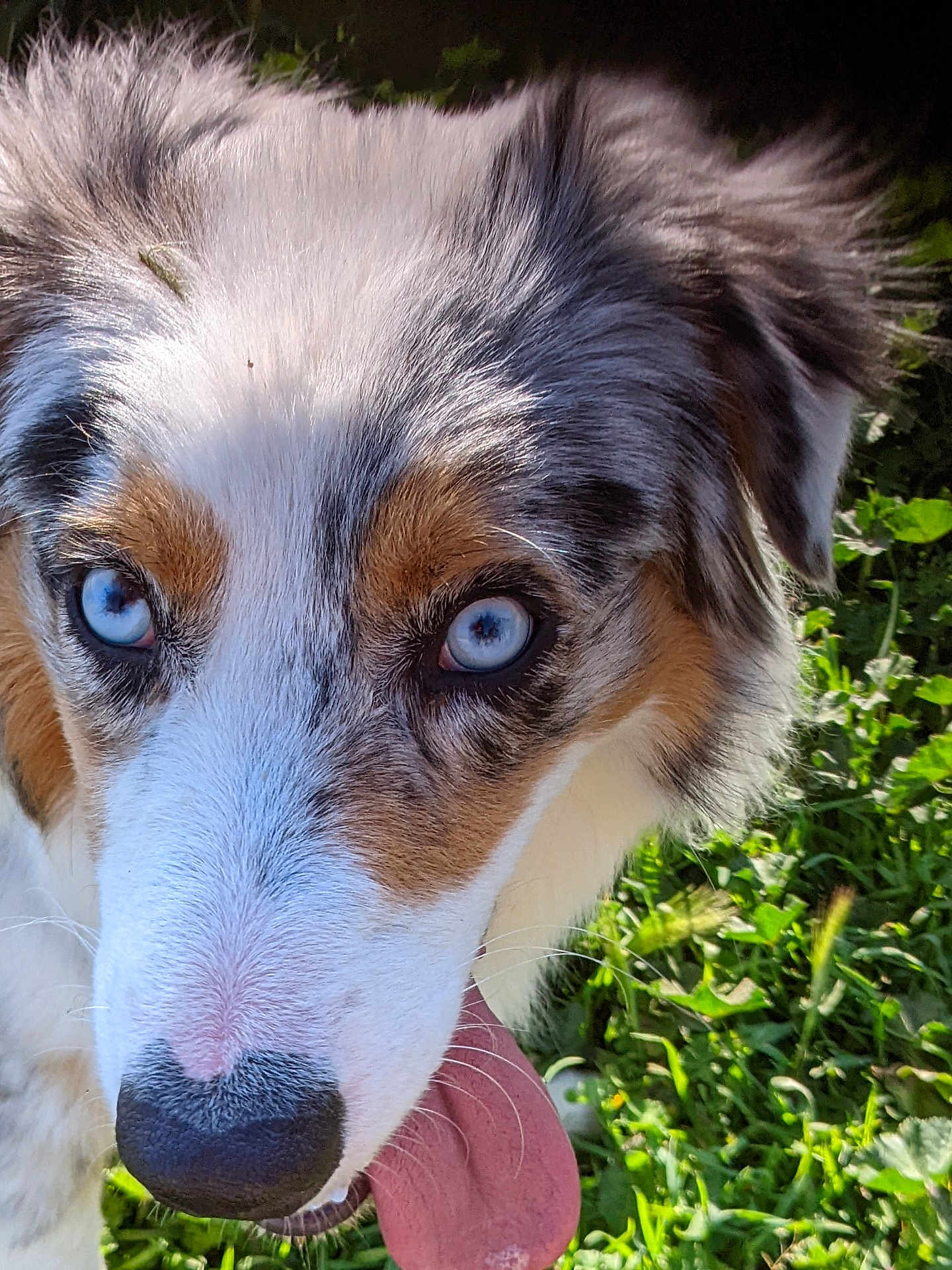 Nanouk a rejoint le concours — aidez-le/la à gagner de superbes lots ! dog, blue_eyes, tongue_out, close_up, outdoor, grass, sunlight, happy, animal, pet, fur, snout, nose, ears, nature, playful, canine, summer, daylight, friendly