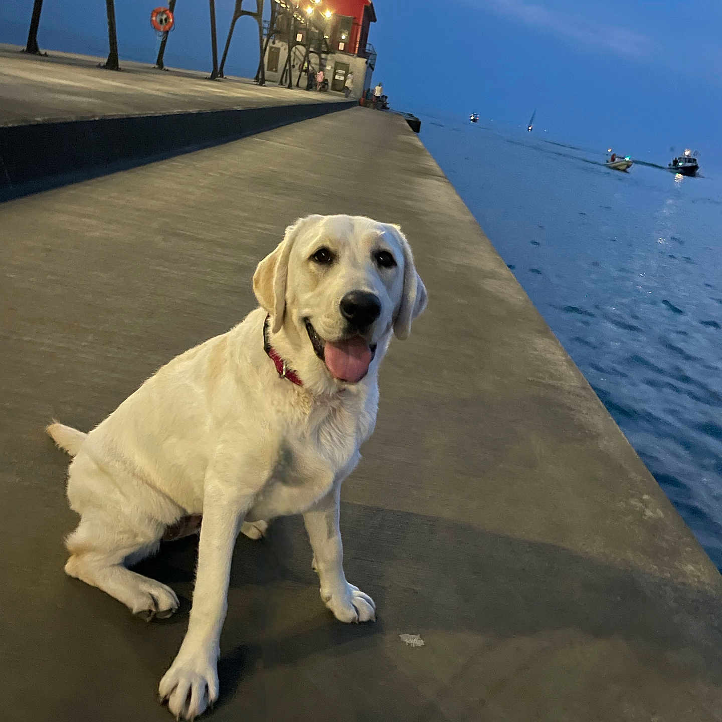 Layla is registered to the contest to win money with this photo: animal, boardwalk, boat, bridge, canine, dog, hound, labradorretriever, outdoors, path, person, pet, pier, pointer, port, transportation, vehicle, walkway, water, waterfront