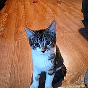 Sky Adams is registered to the contest to win money with this photo: cat, kitten, tabby, animal, pet, floor, wooden_floor, indoor, cute, fur, whiskers, ears, sitting, young, domestic_cat, curious, eyes, small, mammal, feline