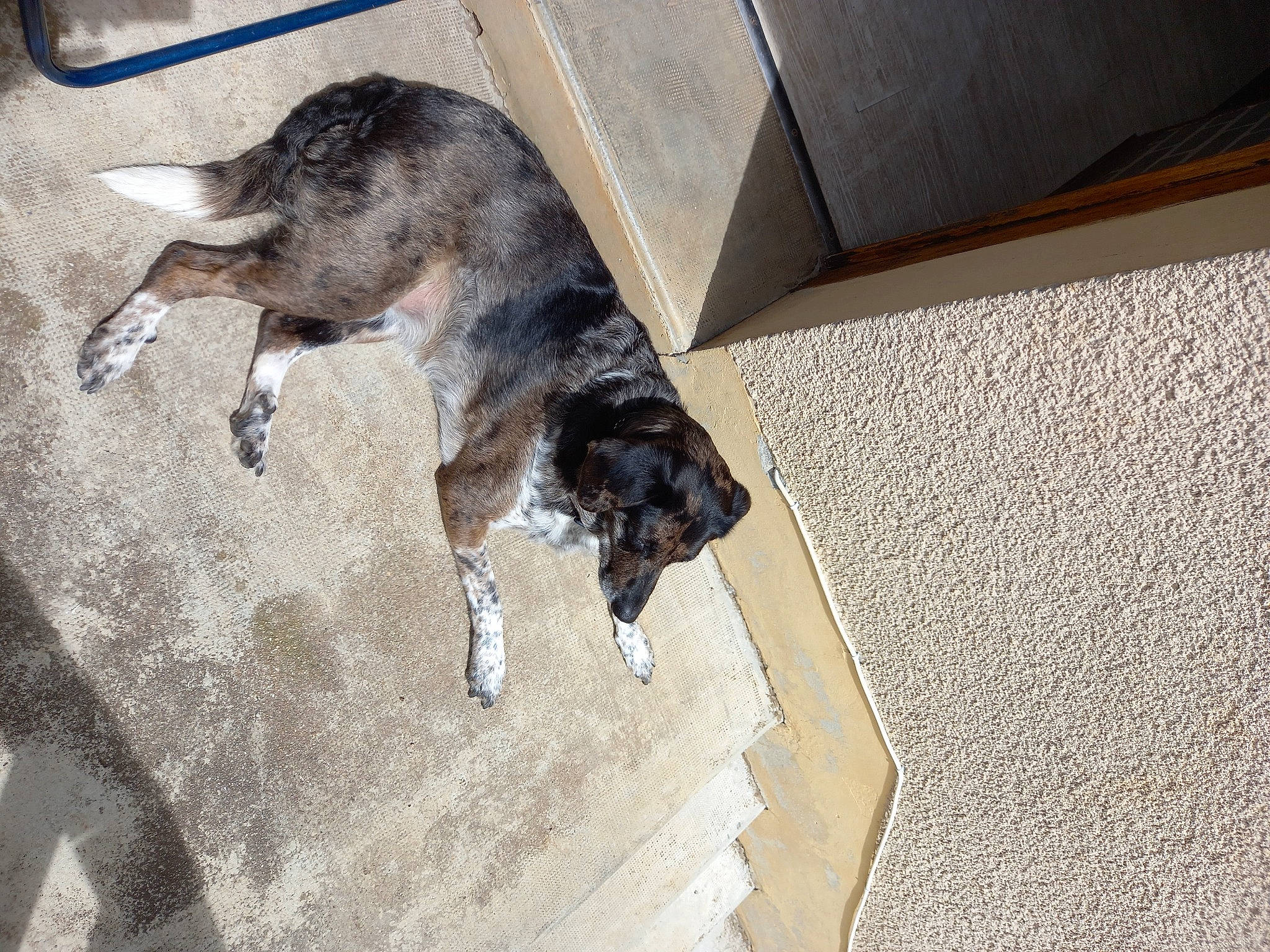 Nanook participe au concours pour gagner de l'argent avec cette photo : canidae, carnivore, companion_dog, dog, dog_breed, felidae, floor, flooring, fur, hardwood, pet_supply, shadow, small_to_medium_sized_cats, sporting_group, tail, terrestrial_animal, working_animal