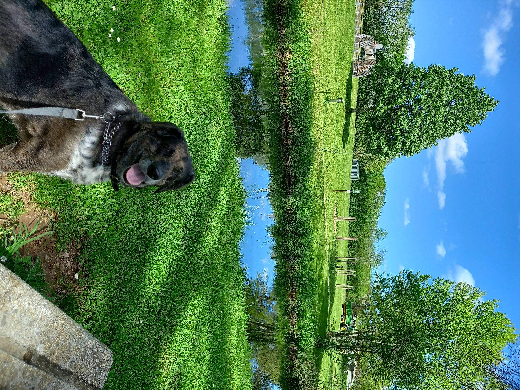 Nanook a rejoint le concours — aidez-le/la à gagner de superbes lots ! biome, botany, carnivore, cloud, dog, dog_breed, forest, grass, grass_family, green, plant, sky, terrestrial_plant, tree, trunk, vegetation, water, watercourse, wood, woody_plant