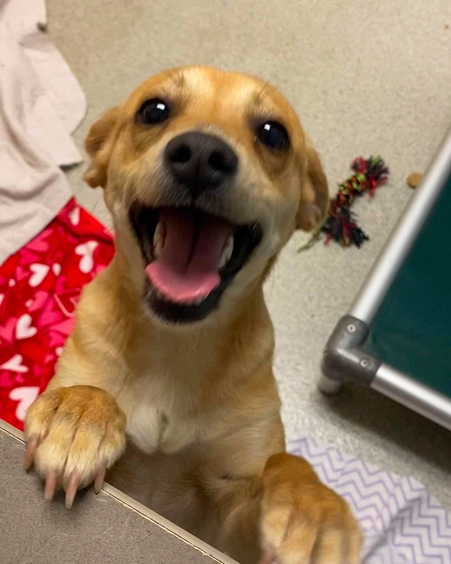 Cardi is registered to the contest to win money with this photo: canidae, carnivore, collar, companion_dog, dog, dog_breed, dog_collar, fawn, fur, happy, paw, pet_supply, smile, snout, sporting_group, terrestrial_animal, toy, toy_dog, whiskers, working_animal