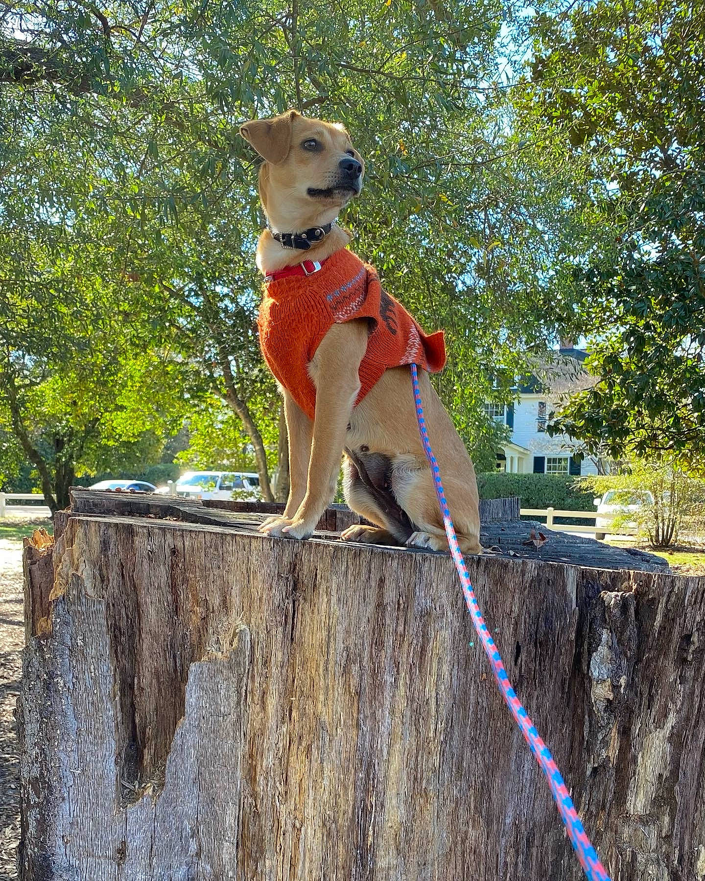 Cardi is registered to the contest to win money with this photo: adventure, balance, canidae, carnivore, companion_dog, dog, dog_breed, dog_supply, fawn, grass, jumping, leisure, plant, recreation, rope, sporting_group, tail, tree, trunk, wood