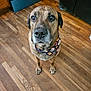 dog, bandana, brown_dog, indoor, wooden_floor, kitchen, cabinet, black_appliance, pet, animal, looking_up, ears, snout, four_legs, fur, domestic_animal, canine, waiting, cute, companion