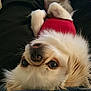 dog, small_dog, upside_down, red_clothing, cute, pet, fur, whiskers, animal, lap, relaxing, indoor, close_up, face, ears, tongue, adorable, companion, friendly, cozy