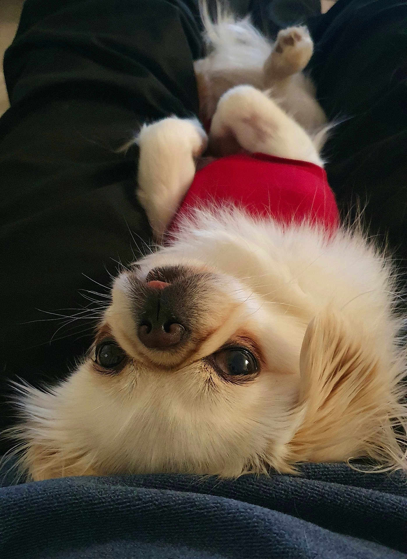 Tia