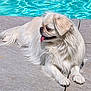 dog, white_dog, long_hair, tongue_out, pool, water, outdoor, sunny, pet, canine, relaxed, side_view, pavement, animal, summer, daylight, resting, fur, cute, companion