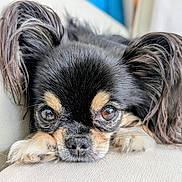 Lancelot a rejoint le concours — aidez-le/la à gagner de superbes lots ! dog, close_up, pet, small_dog, black_fur, tan_markings, fluffy_ears, resting, sofa, indoor, cute, face, animal, canine, fur, whiskers, relaxed, looking, portrait, domestic_animal
