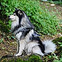Prince participe au concours pour gagner de l'argent avec cette photo : dog, animal, outdoor, nature, forest, moss, rocks, fluffy, black_and_white, pet, canine, sitting, fur, leash, greenery, wildlife, side_profile, alert, daylight, scenery