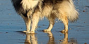 Prince a rejoint le concours — aidez-le/la à gagner de superbes lots ! dog, fluffy, reflection, beach, wet, water, outdoor, animal, canine, fur, nature, sky, sand, standing, side_view, daylight, serene, landscape, quiet, peaceful