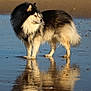 animal, beach, canine, daylight, dog, fluffy, fur, landscape, nature, outdoor, peaceful, quiet, reflection, sand, serene, side_view, sky, standing, water, wet