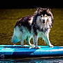 Prince a rejoint le concours — aidez-le/la à gagner de superbes lots ! dog, paddleboard, water, outdoor, animal, wet, fur, lake, nature, pet, happy, playful, standing, summer, sunlight, black, white, blue, floating, adventure