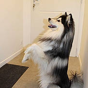 Prince participe au concours pour gagner de l'argent avec cette photo : dog, sitting, indoor, hallway, floor, door, black_and_white, fluffy, pet, canine, fur, tail, ears, happy, alert, animal, companion, house, domestic, cute