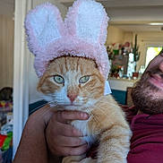 Paco participe au concours pour gagner de l'argent avec cette photo : cat, orange_tabby, bunny_ears, costume, pet, person, beard, indoor, hand, smile, furry, cute, animal, face, holding, home, decor, whiskers, funny, expression