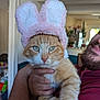 cat, orange_tabby, bunny_ears, costume, pet, person, beard, indoor, hand, smile, furry, cute, animal, face, holding, home, decor, whiskers, funny, expression