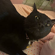 Blue Barry is registered to the contest to win money with this photo: abyssinian, animal, blackcat, cat, kitten, manx, pet