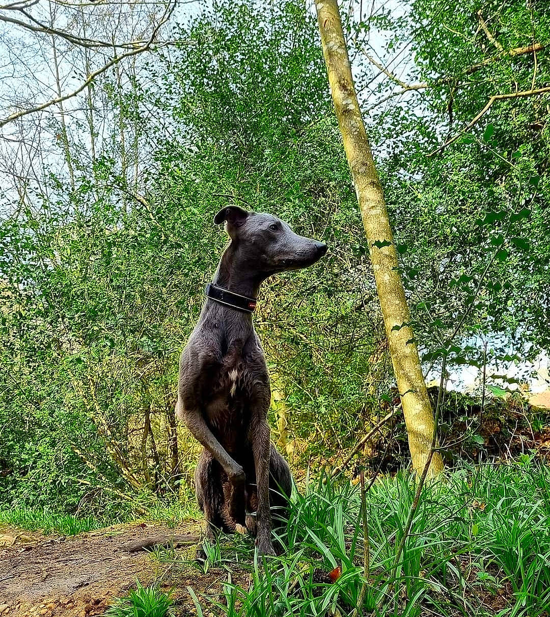 Mason joined the competition — help win amazing prizes! canidae, carnivore, companion_dog, dog, dog_breed, fawn, grass, liver, mexican_hairless_dog, peruvian_hairless_dog, plant, rampur_greyhound, sighthound, sporting_group, terrestrial_animal, terrestrial_plant, tree, trunk, woodland, working_animal
