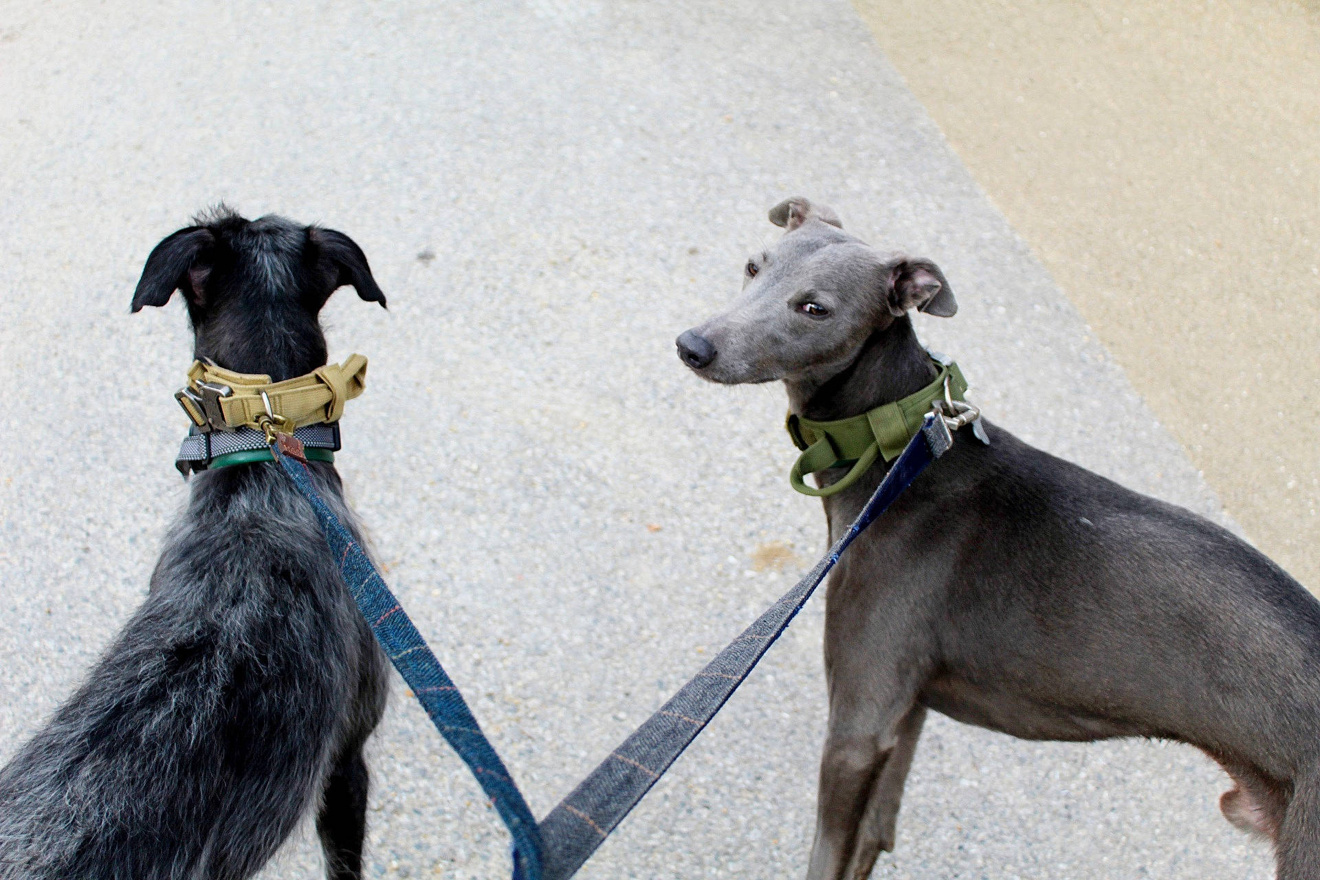 Mason is registered to the contest to win money with this photo: art, canidae, carnivore, collar, companion_dog, dog, dog_breed, dog_collar, dog_sports, dog_supply, fashion_accessory, leash, magyar_agar, pet_supply, rampur_greyhound, sighthound, snout, sporting_group, tail, working_animal