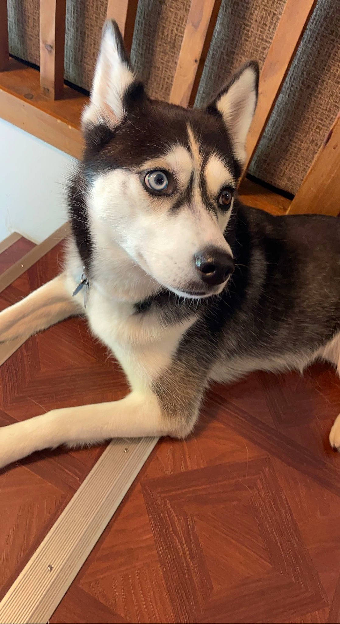 Jewel is registered to the contest to win money with this photo: ancient_dog_breeds, canidae, canis, carnivore, companion_dog, dog, dog_breed, flooring, fur, hardwood, siberian_husky, sled_dog, snout, tail, whiskers, wood, wood_flooring, wood_stain, working_animal, working_dog