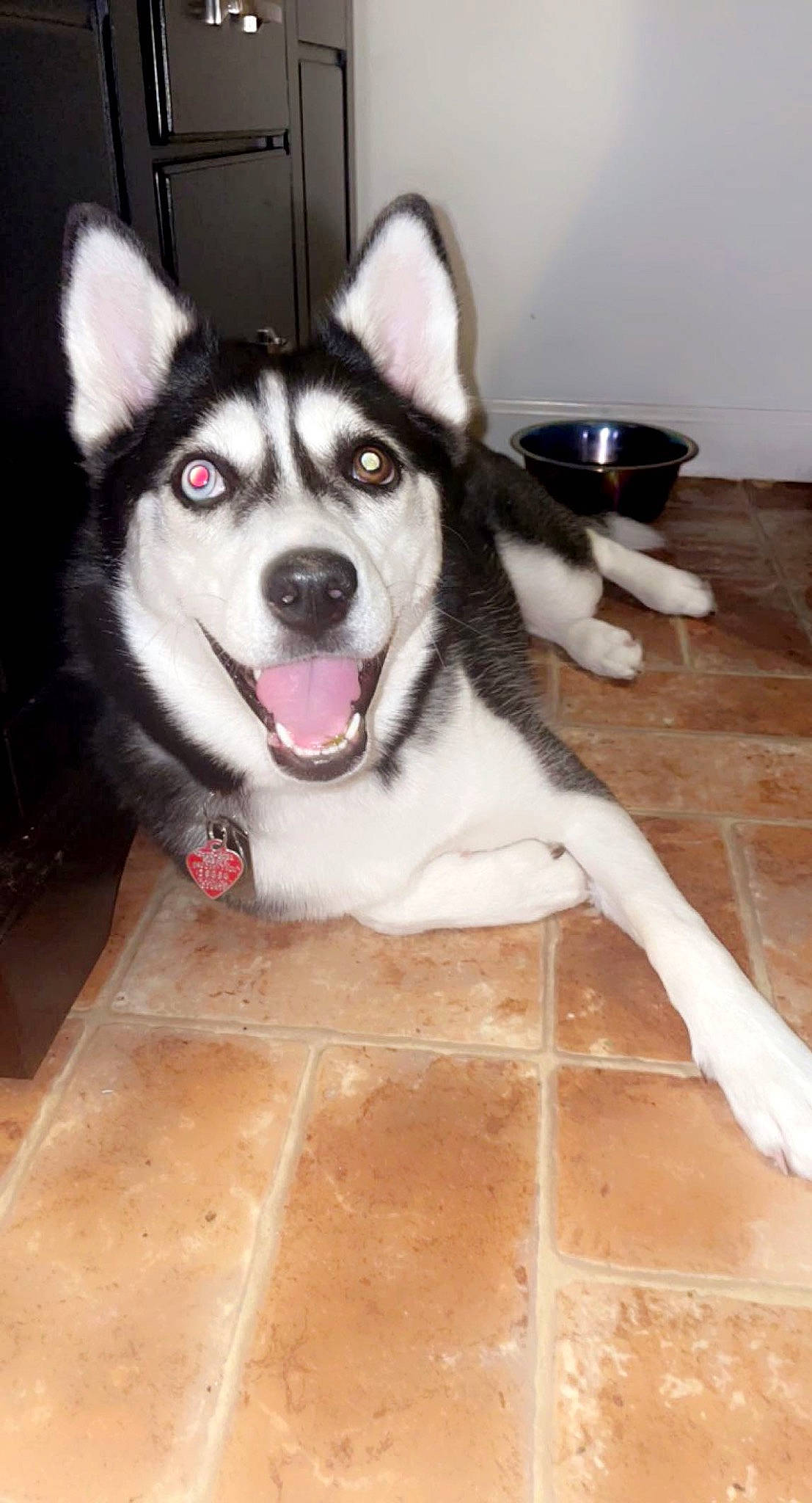 Jewel is registered to the contest to win money with this photo: carnivore, companion_dog, dog, dog_breed, flooring, foot, fur, hardwood, jaw, paw, sled_dog, snout, tableware, varnish, whiskers, wood, wood_flooring, wood_stain, working_animal, working_dog