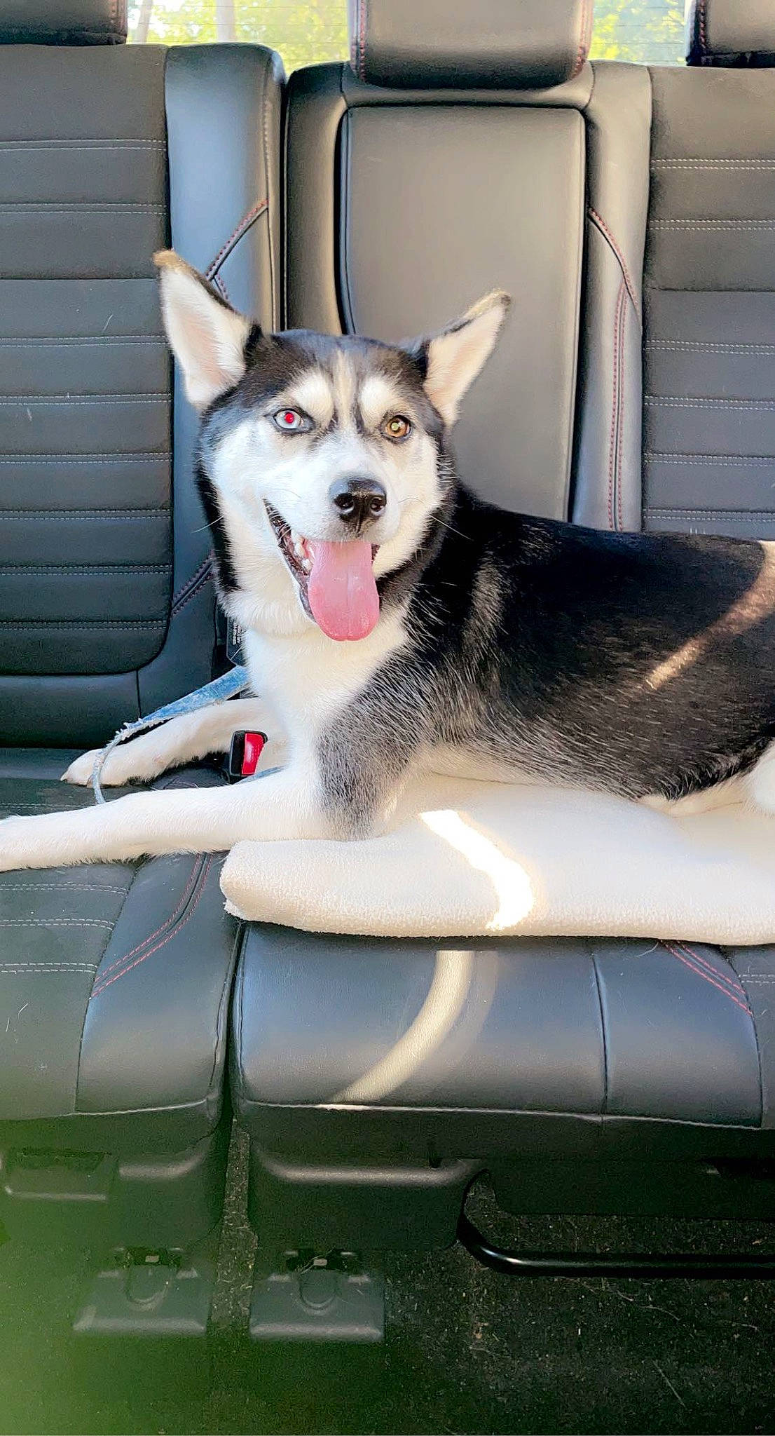 Jewel is registered to the contest to win money with this photo: canidae, carnivore, collar, companion_dog, dog, dog_breed, dog_supply, fang, foot, fur, jaw, paw, pet_supply, snout, sporting_group, vehicle, whiskers, windscreen_wiper, windshield, working_dog