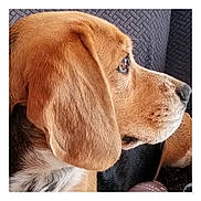Olya participe au concours pour gagner de l'argent avec cette photo : animal, armchair, beagle, canine, chair, couch, dog, furniture, goldenretriever, hound, labradorretriever, pet, pointer, puppy, snout