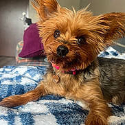Junie is registered to the contest to win money with this photo: animal, black, blanket, brown, closeup, collar, comfortable, cozy, curious, cute, dog, ears, fluffy, fur, indoor, pet, portrait, resting, tag, yorkshire_terrier