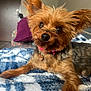 animal, black, blanket, brown, closeup, collar, comfortable, cozy, curious, cute, dog, ears, fluffy, fur, indoor, pet, portrait, resting, tag, yorkshire_terrier