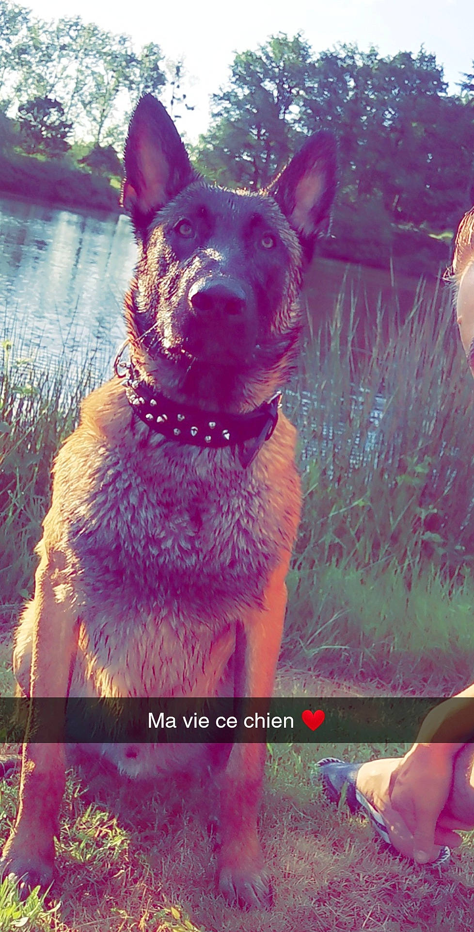 Reïko a rejoint le concours — aidez-le/la à gagner de superbes lots ! carnivore, collar, companion_dog, dog, dog_breed, dog_collar, fawn, grass, happy, magenta, morning, nature, organism, photo_caption, pink, plant, snout, tail, water, working_animal