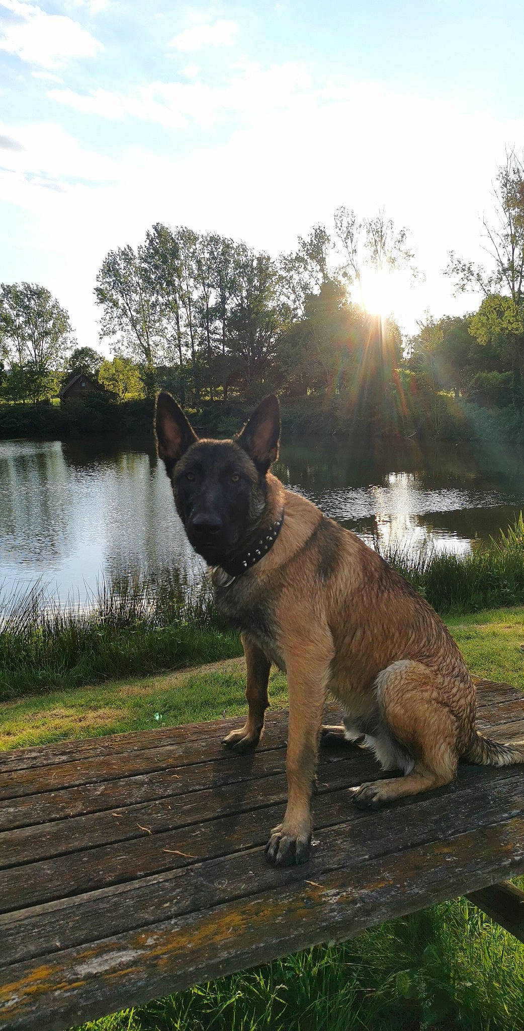 Reïko participe au concours pour gagner de l'argent avec cette photo : airedale_terrier, carnivore, cloud, companion_dog, dog, dog_breed, fawn, grass, herding_dog, lake, plant, sky, snout, sunlight, tail, terrestrial_animal, tree, water, wood, working_animal