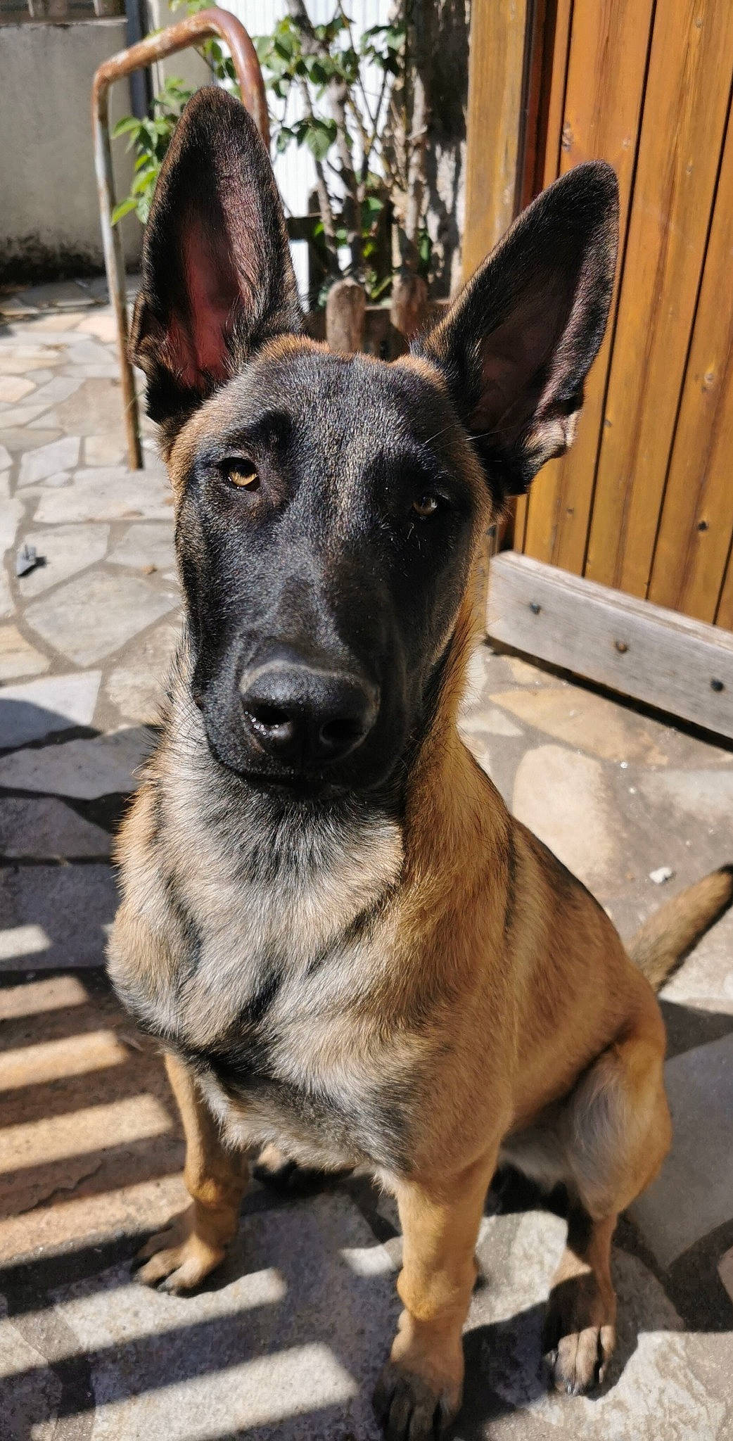 Reïko a rejoint le concours — aidez-le/la à gagner de superbes lots ! canidae, carnivore, collar, companion_dog, dog, dog_breed, dog_collar, ear, east_european_shepherd, fawn, fur, german_shepherd_dog, guard_dog, herding_dog, old_german_shepherd_dog, pet_supply, snout, sporting_group, whiskers, working_animal