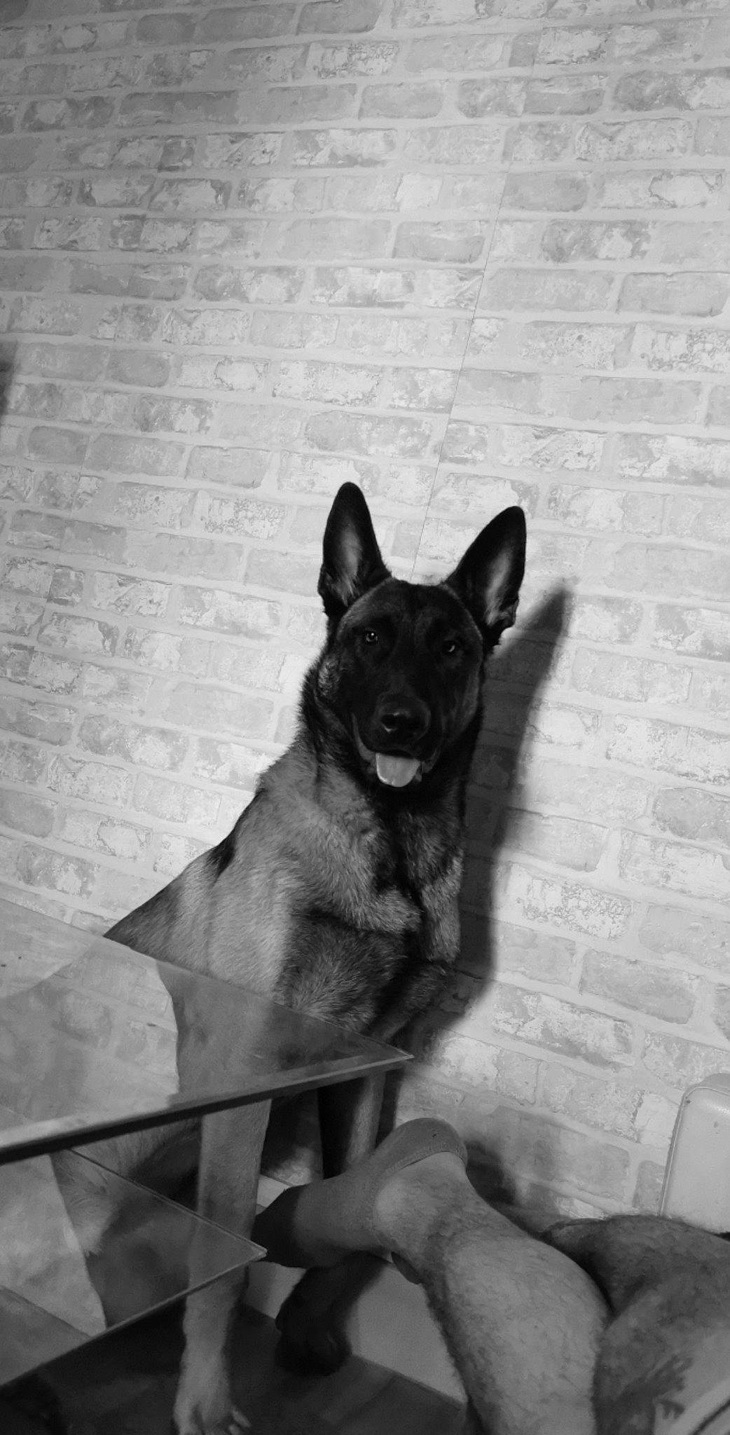 Reïko participe au concours pour gagner de l'argent avec cette photo : black, black_and_white, carnivore, comfort, companion_dog, dog, dog_breed, fawn, felidae, flooring, grey, monochrome, monochrome_photography, small_to_medium_sized_cats, snout, sporting_group, style, tail, whiskers, working_animal