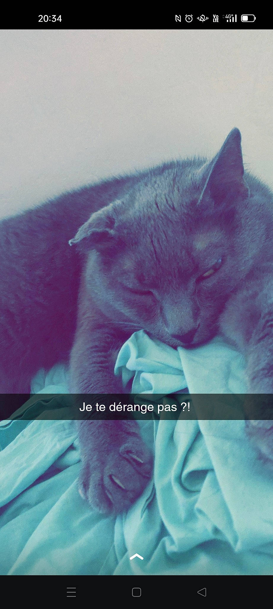 Morgane a rejoint le concours — aidez-le/la à gagner de superbes lots ! carnivore, cat, comfort, domestic_short_haired_cat, ear, electric_blue, felidae, fur, gesture, grey, magenta, nap, petal, photo_caption, purple, russian_blue, small_to_medium_sized_cats, snout, tail, whiskers