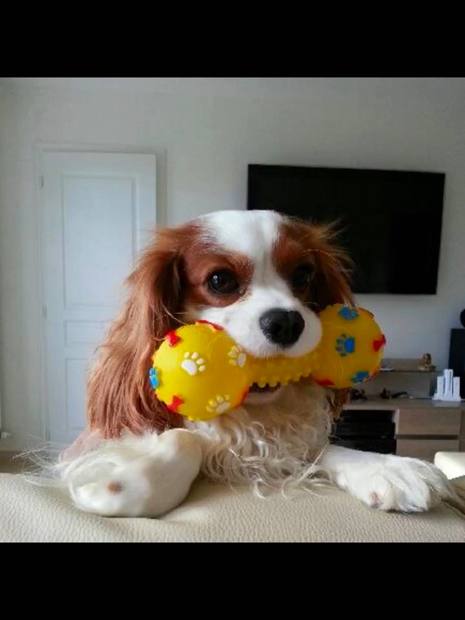 Fidgi a rejoint le concours — aidez-le/la à gagner de superbes lots ! bowl, canidae, carnivore, cavalier_king_charles_spaniel, companion_dog, dog, dog_breed, dog_supply, dog_toy, fawn, fur, liver, pet_supply, snout, spaniel, sporting_group, tennis_ball, toy, toy_dog, window