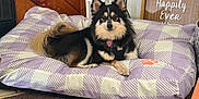 Rocket is registered to the contest to win money with this photo: animal, bed, canine, carpet, checkered, collar, cozy, dog, fur, home, indoor, paw_print, pet, purple, relaxed, resting, sign, tag, white, wooden_door