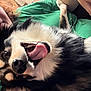 Rocket is registered to the contest to win money with this photo: animal, black_and_white, canine, close_up, companion, cute, dog, face, fur, green_shirt, happy, human, indoor, person_partial, pet, playful, portrait, smiling, tongue, tongue_out