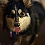 Rocket is registered to the contest to win money with this photo: animal, black_fur, blurry_background, brown_eyes, canine, close_up, companion, cute, dog, domestic_animal, ears, friendly, fur, happy, indoor, looking_at_camera, pet, portrait, tongue_out, white_fur