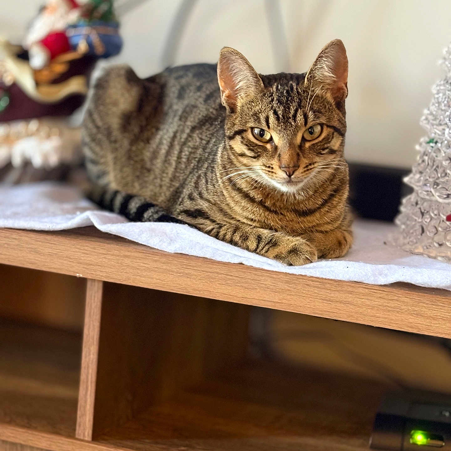 Ellie joined the competition — help win amazing prizes! abyssinian, animal, bookcase, cat, closet, computer, cupboard, desk, drawer, electronics, furniture, hardware, hardwood, kitten, manx, pet, plywood, shelf, table, wood