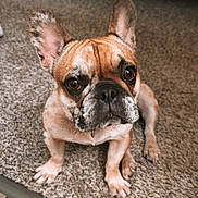 Coco is registered to the contest to win money with this photo: adorable, animal, brown, canine, carpet, companion, cute, dog, domestic, ears, floor, french_bulldog, fur, home, indoor, looking_up, pet, portrait, sitting, white