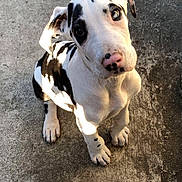 Trivi joined the competition — help win amazing prizes! adorable, animal, black_and_white, canine, concrete, cute, dog, ears, fur, looking_up, nose, outdoor, paws, pet, puppy, shadow, sitting, spotted, sunlight, young
