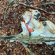 Nesquik participe au concours pour gagner de l'argent avec cette photo : dog, golden_retriever, pet, outdoor, forest, fallen_leaves, branches, woodland, harness, leash, orange_harness, purple_leash, lying_down, belly_up, playful, happy, fluffy, fur, nature, portrait