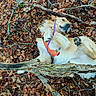 dog, golden_retriever, pet, outdoor, forest, fallen_leaves, branches, woodland, harness, leash, orange_harness, purple_leash, lying_down, belly_up, playful, happy, fluffy, fur, nature, portrait