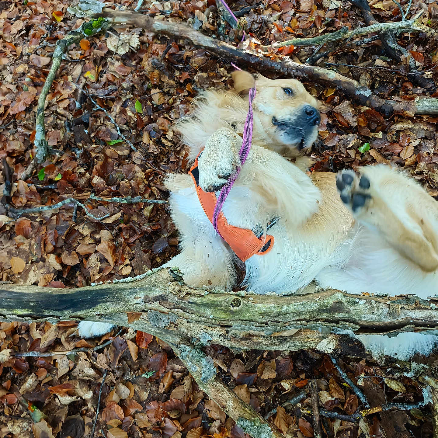 Nesquik participe au concours pour gagner de l'argent avec cette photo : dog, golden_retriever, pet, outdoor, forest, fallen_leaves, branches, woodland, harness, leash, orange_harness, purple_leash, lying_down, belly_up, playful, happy, fluffy, fur, nature, portrait