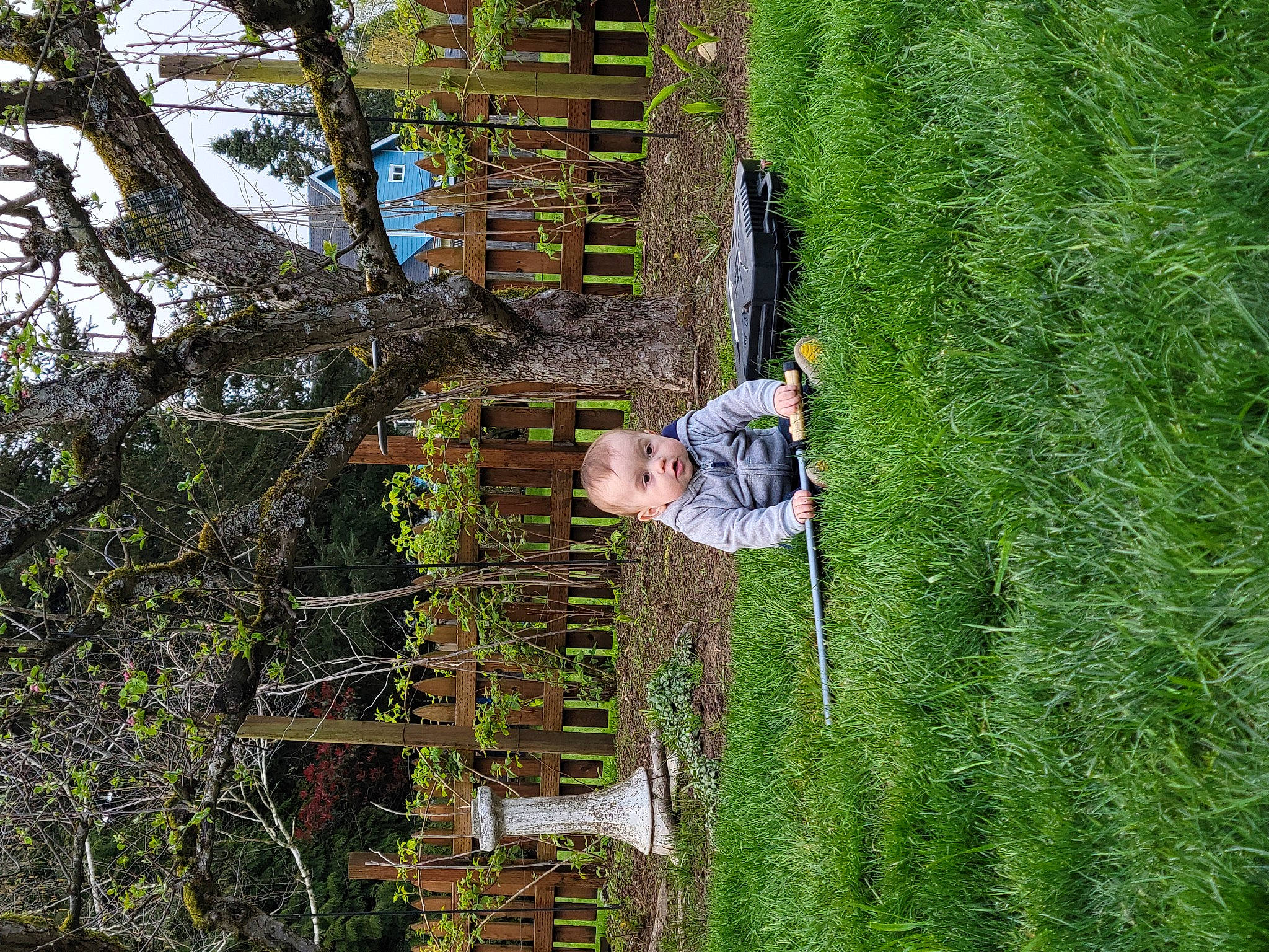 Westen joined the competition — help win amazing prizes! biome, botany, forest, fun, grass, groundcover, house, landscape, leaf, leisure, nature, people_in_nature, person, plant, shrub, terrestrial_plant, tree, twig, vegetation, wood